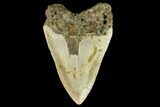 Fossil Megalodon Tooth - North Carolina #109879-2